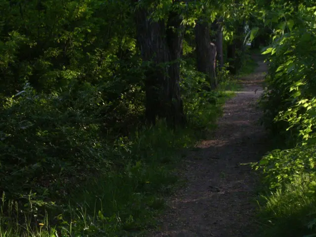 Lover's Lane wooded path
