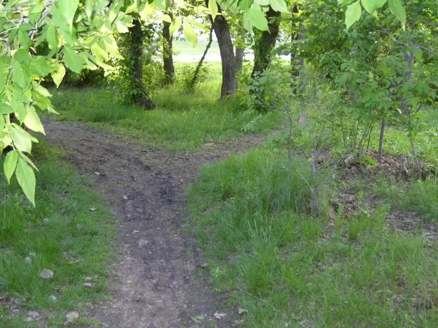 Lover's Lane trail through trees