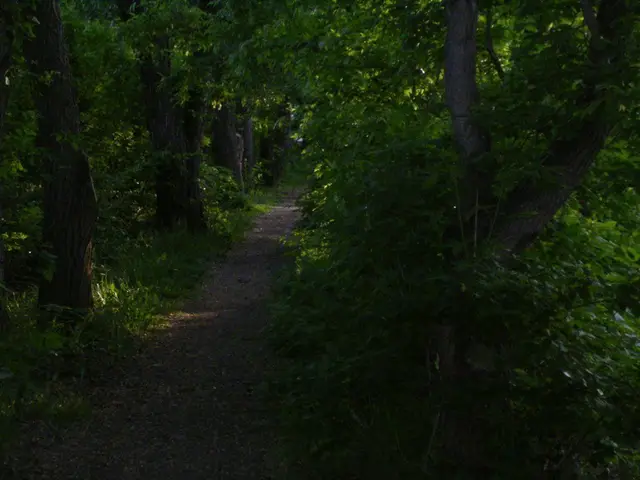 Lover's Lane tree-lined path