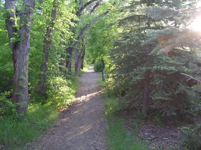 Lover's Lane trail through the trees